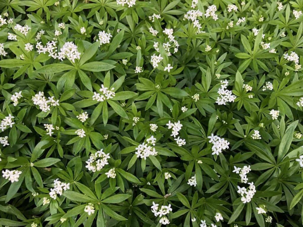 holzfäller (galium odoratum): eine waldbodenpflanze, die schatten
