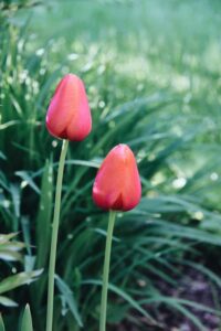 Trajnice za sadnju s tulipanima popis savrsenih parova43597854354398710