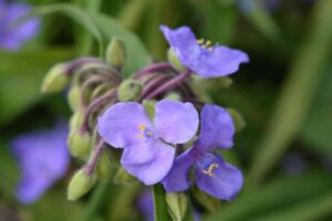 Spiderwort Vodic za uzgoj cvjetnih vrtnih biljaka Tradescantia47987793810
