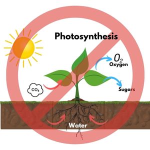 Fotosinteza prestaje