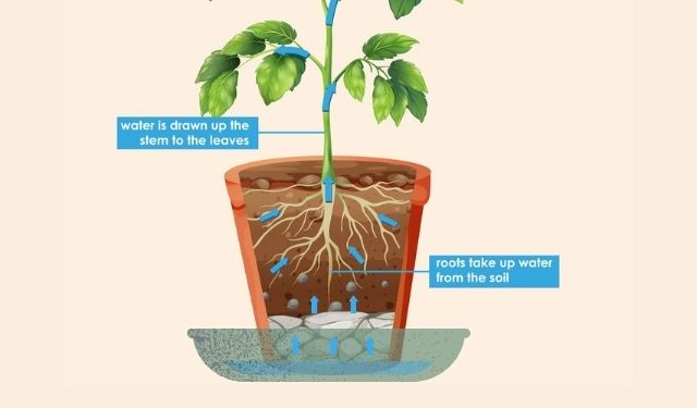 Biljka upija vodu iz navodnjavanja tla