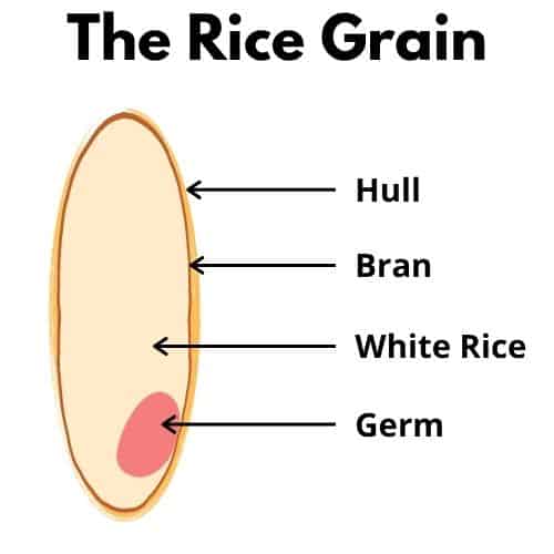 dijelovi zrna riže