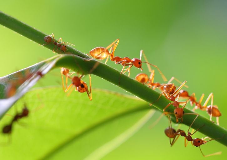 Mravi jedu lišće biljaka