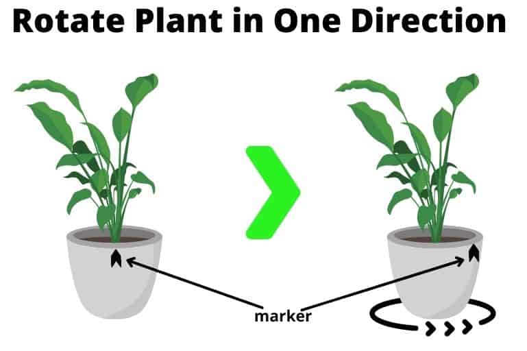 Označite posudu s biljkom prije okretanja