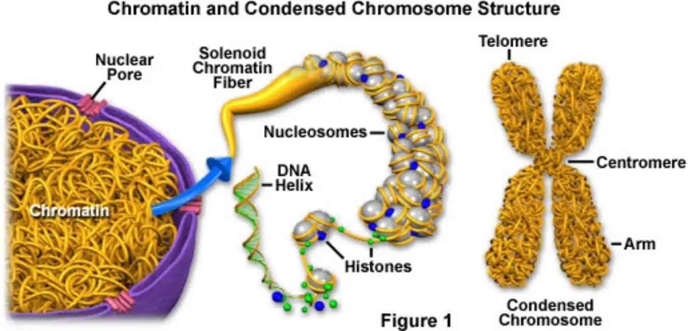 struktura kromatina