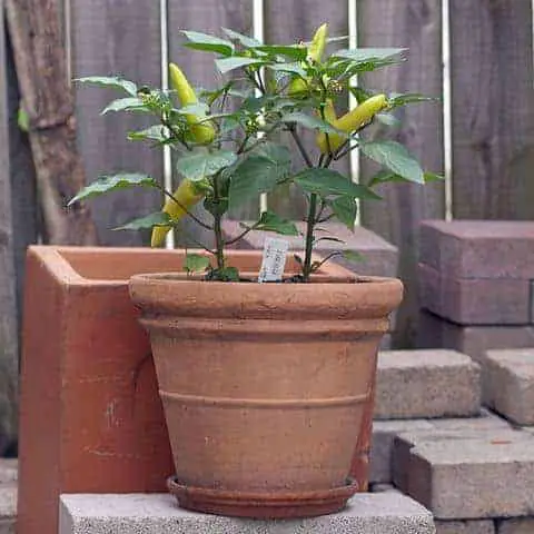 Biljka mađarske voštane paprike koja raste u kontejnerskom vrtu.