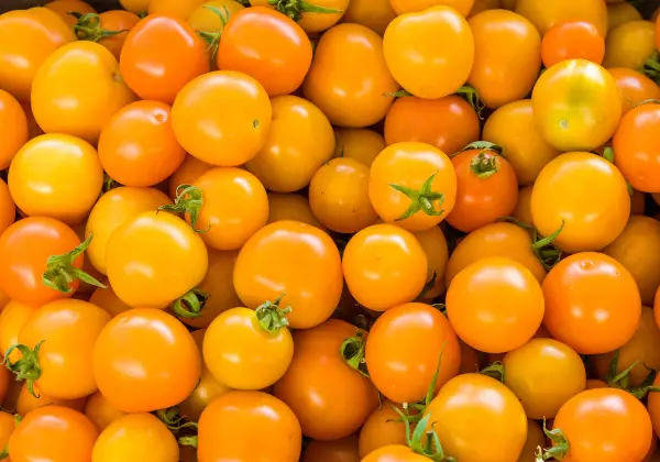 1682614835 402 Sun Sugar Tomato vs Sungold Koja je bolja rajčica.webp
