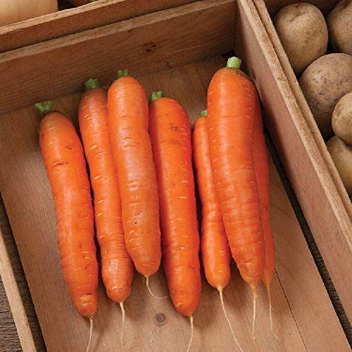 David's Garden Seeds Carrot Bolero 1166 (Orange) 500 hibridnih sjemenki bez GMO-a