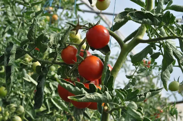 Biljke rajčice trebaju puno sunca za zdrav rast