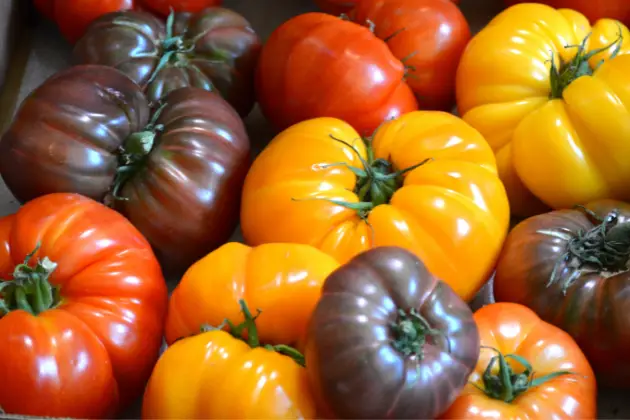 Odabir prave sorte rajčice važan je ako planirate koristiti platnenu vreću za uzgoj