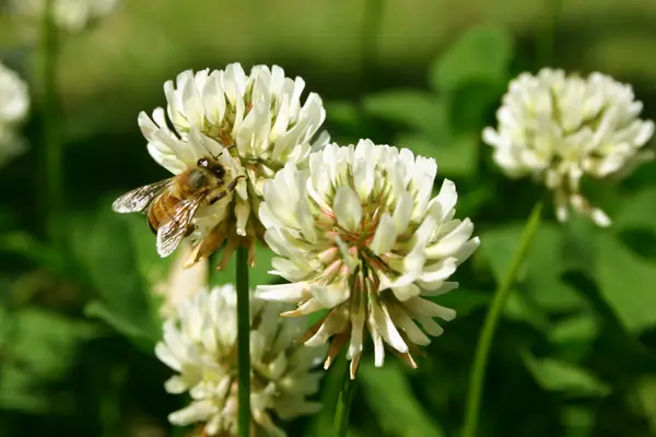 Pčele skupljaju nektar s djeteline