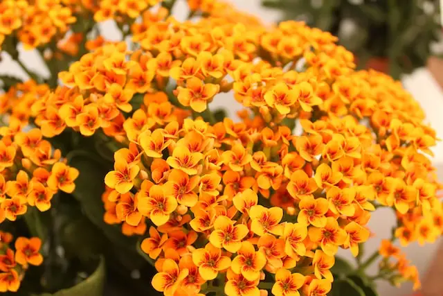 Kalanchoe s raznobojnim narančastim cvjetovima