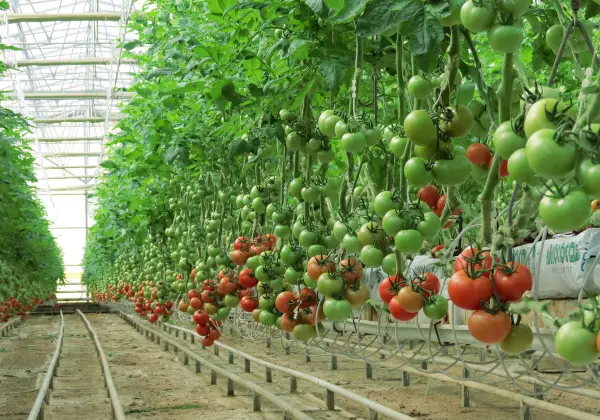 Indeterminirane biljke rajčice mogu narasti 8 do 10 stopa visoko.