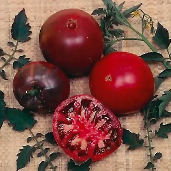 Sjeme rajčice Black Krim tvrtke Park Seed