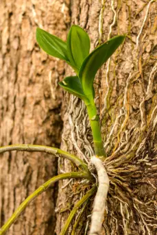 1682624997 25 4 laka koraka Kako uzgojiti orhideju na drvetu.webp