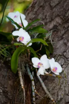 Orhideja raste na drvetu.