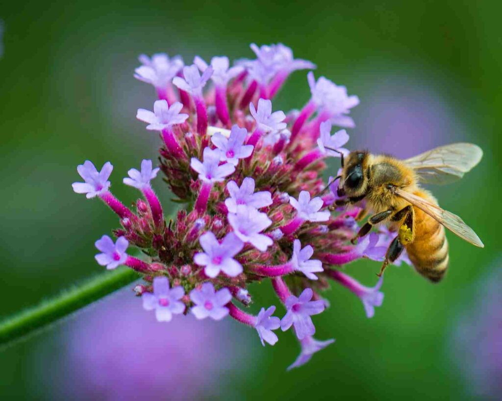 1682625118 277 Kako i zašto posaditi vrt s oprašivačima za privlačenje pčela