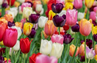 Tulipani rastu u mnogo nevjerojatnih boja