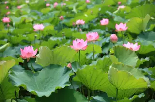 Biljke lotosa u vrtnom jezercu