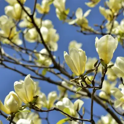 Stablo leptira magnolije