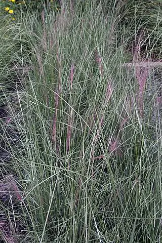 Muhly Grass (Muhlenbergia capillaris) je idealna biljka za potporni zid.