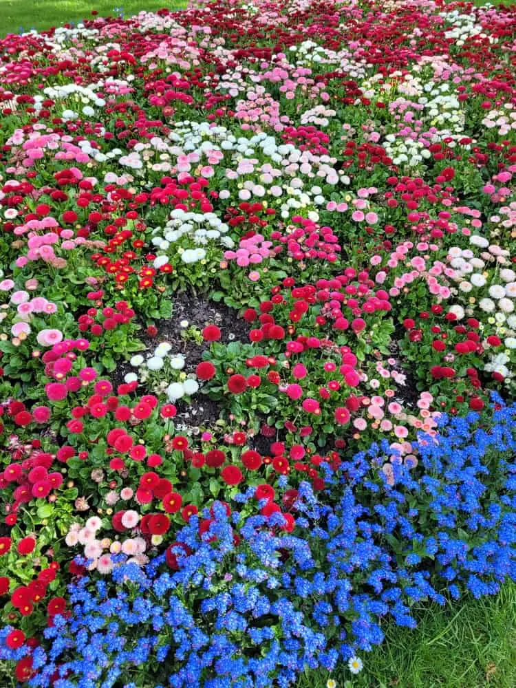 1682629738 345 8 stvari koje biste trebali znati prije pokretanja vrta divljeg cvijeća