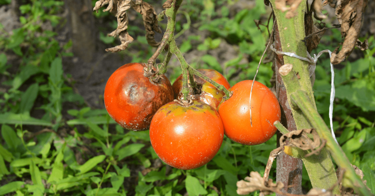 1682630090 251 10 problema s rastom rajčice i kako ih riješiti
