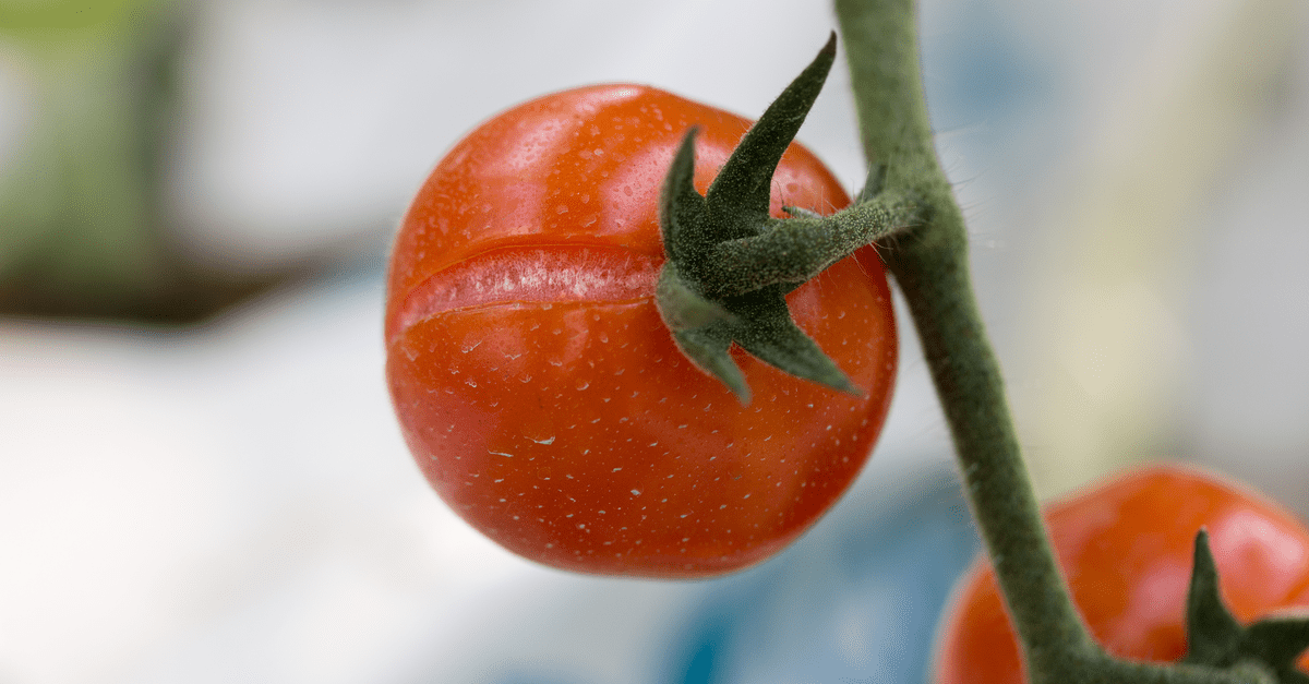1682630090 597 10 problema s rastom rajčice i kako ih riješiti