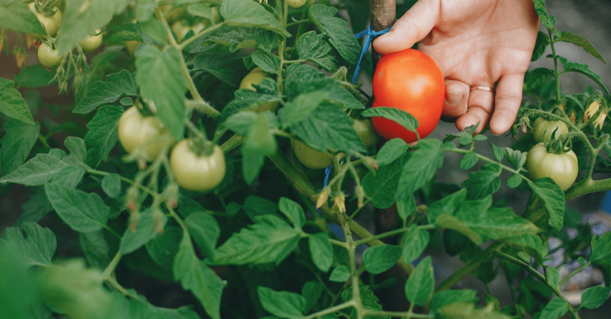 1682630090 676 10 Problemi s rastom rajčice i kako ih riješiti