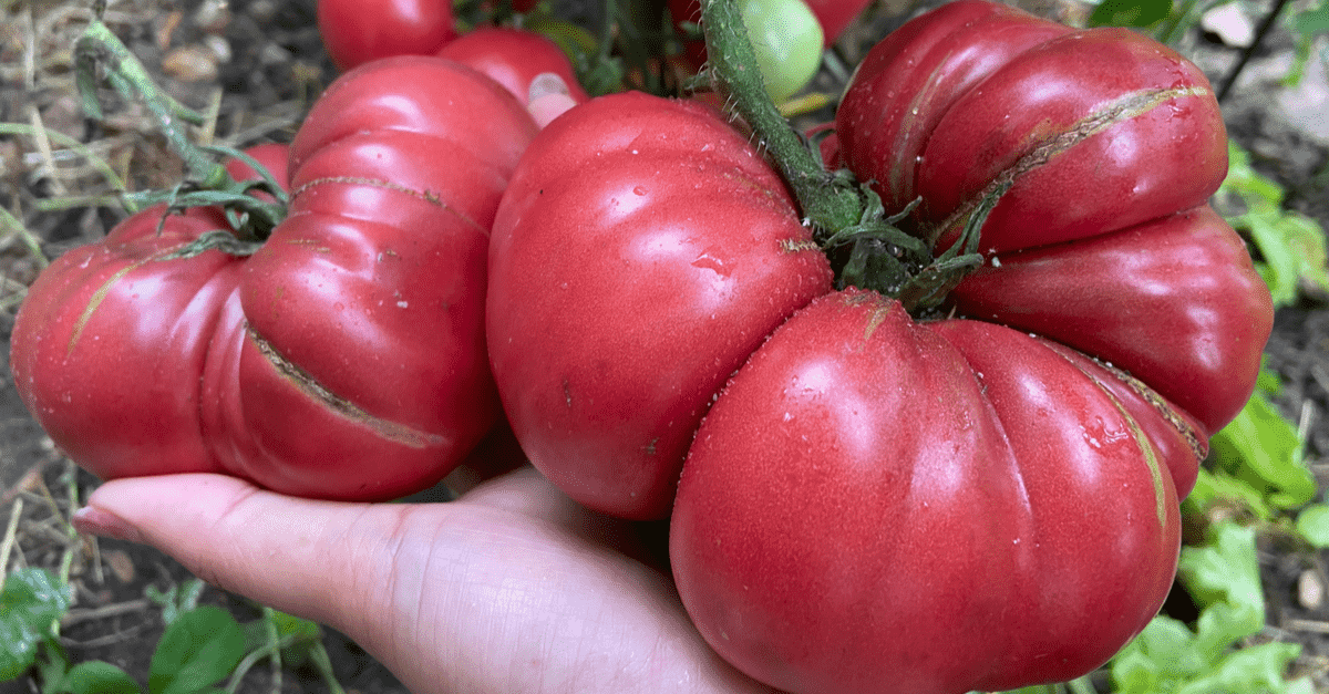 1682630090 719 10 problema s rastom rajčice i kako ih riješiti