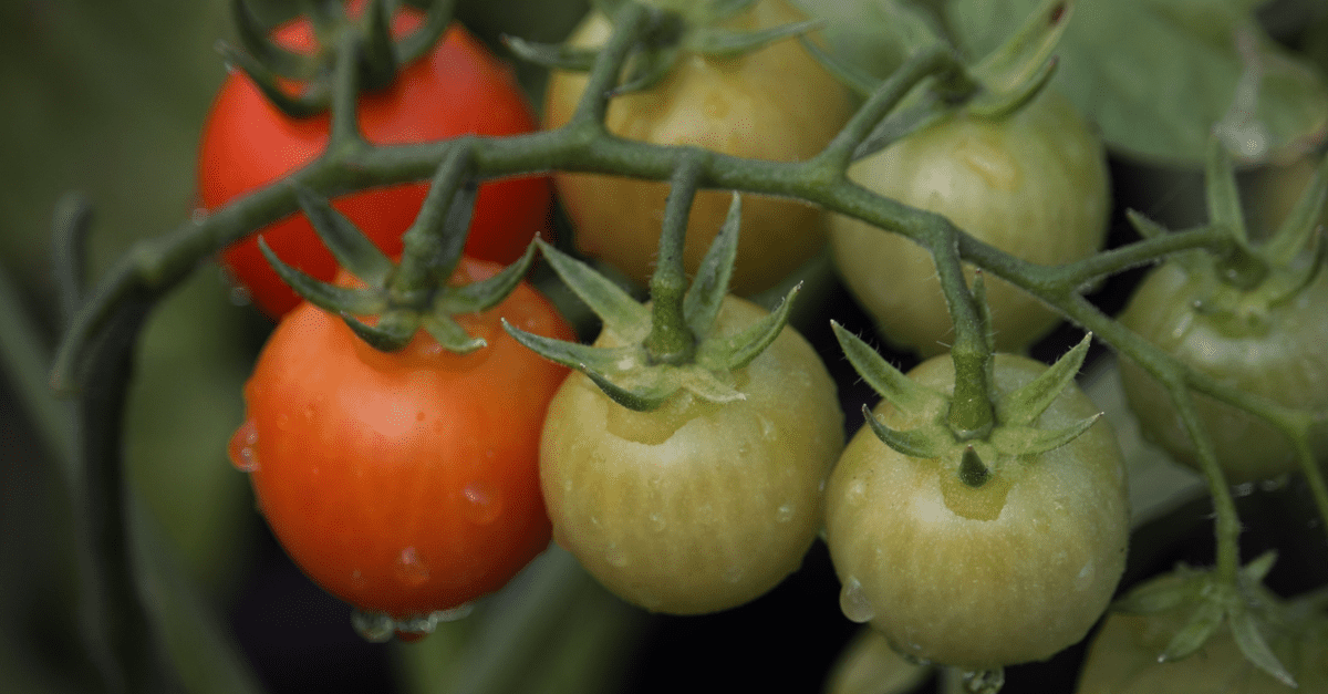 1682630090 825 10 Problemi s rastom rajčice i kako ih riješiti