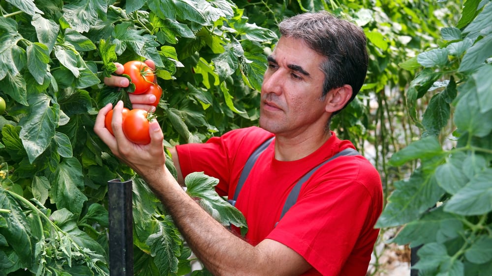 1682630209 347 8 tajni uzgoja rajčice za velike prinose