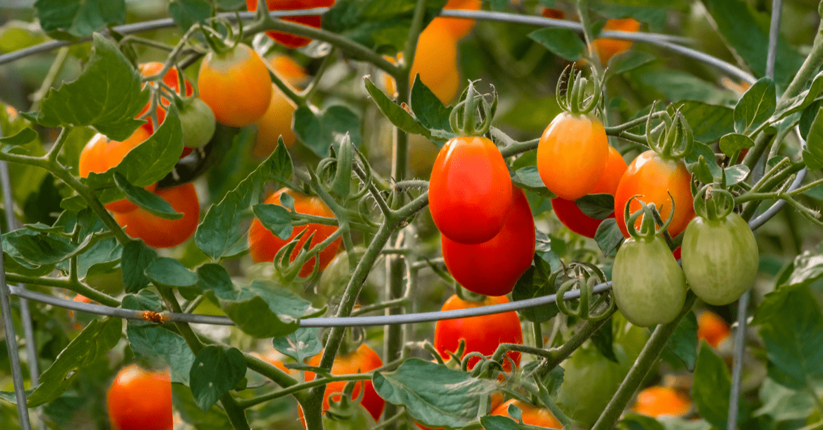 1682630209 728 8 tajni uzgoja rajčice za velike žetve