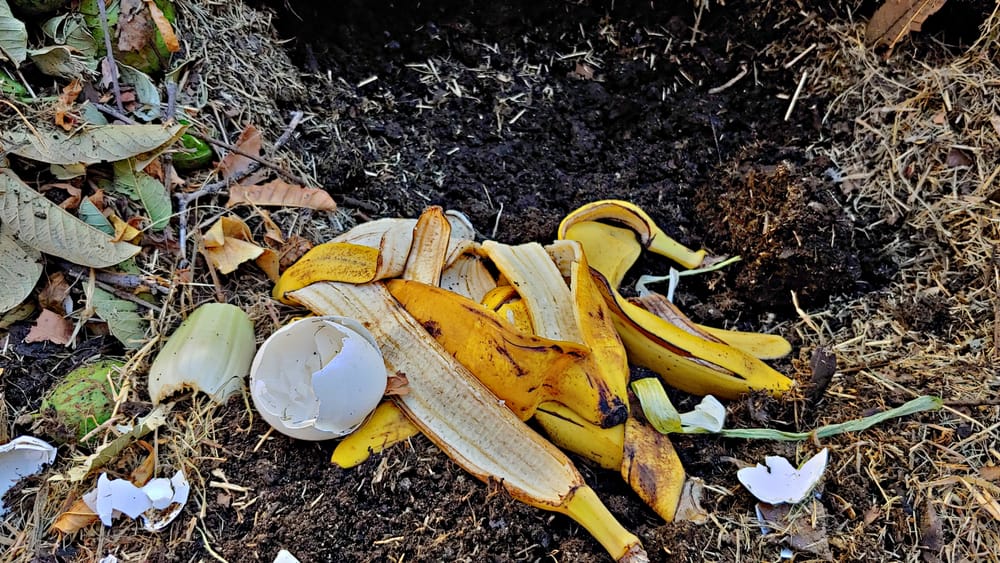 1682631614 723 19 nevjerojatnih načina korištenja kore od banane u vrtu isprobajte ove
