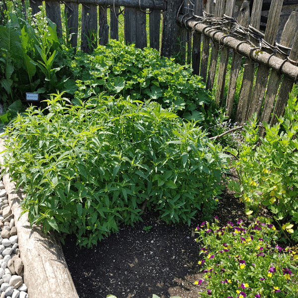 Biljni vrt u dvorištu