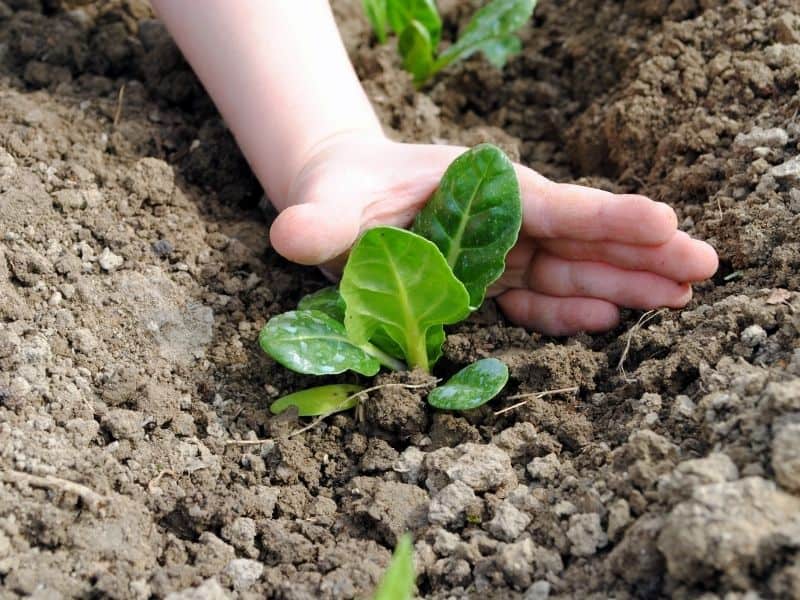 Počnite saditi sadnice ako nemate vremena za uzgoj sjemena u zatvorenom prostoru