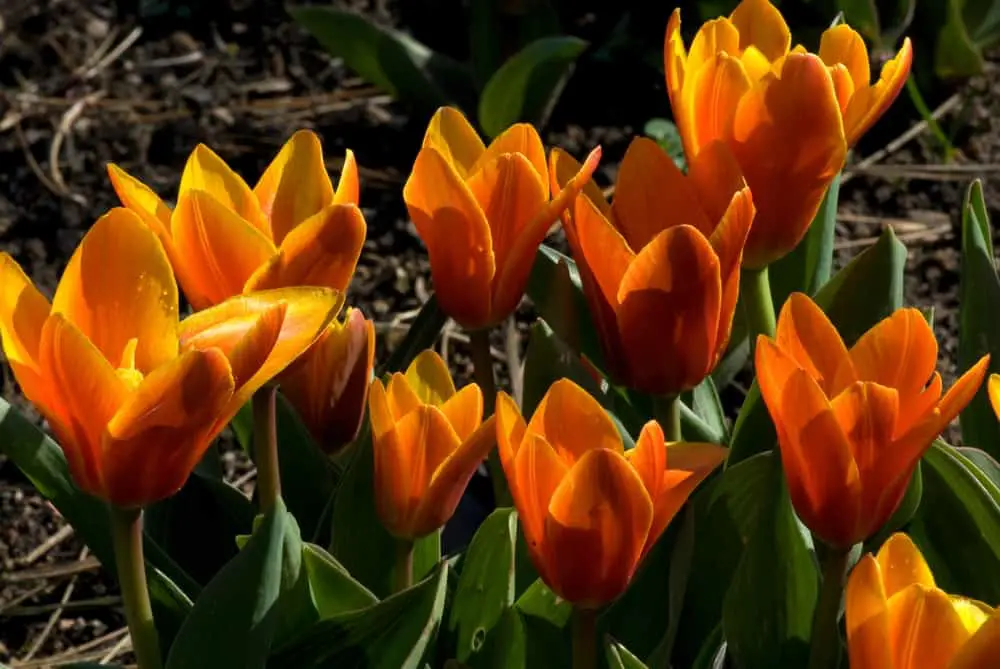 1682650995 799 Zašto je jesen najbolje vrijeme za sadnju tulipana