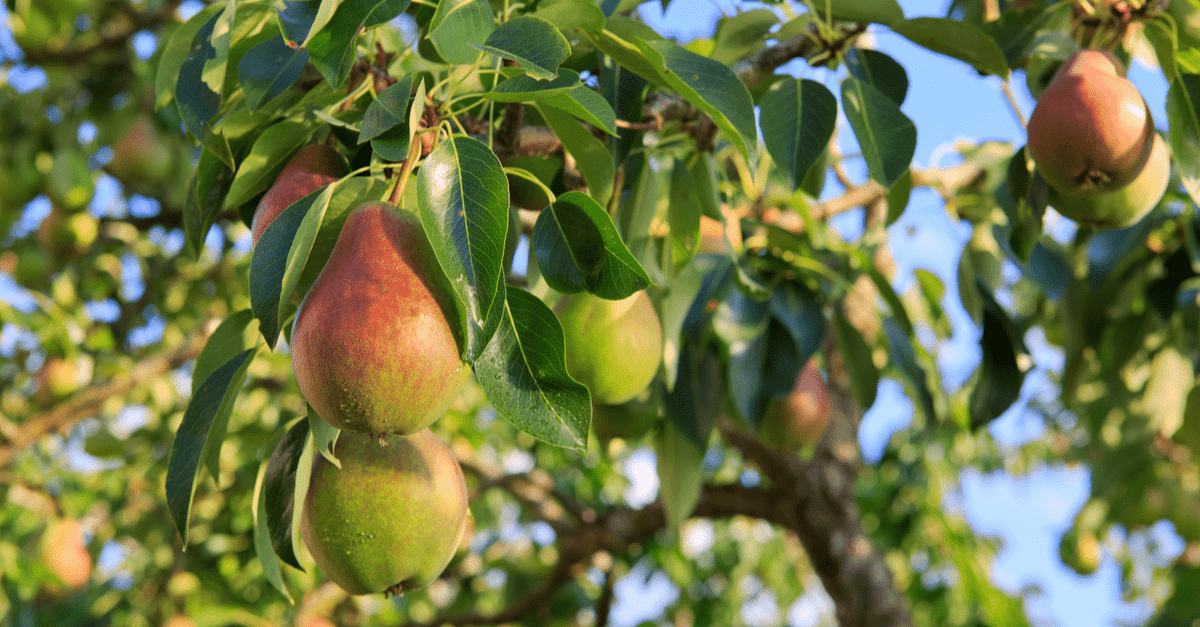 1682654802 48 10 najboljih stabala koja besplatno rastu oko vaše zdjele s voćem