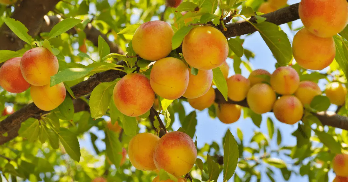 1682654802 636 10 najboljih stabala koja besplatno rastu oko vaše zdjele s voćem