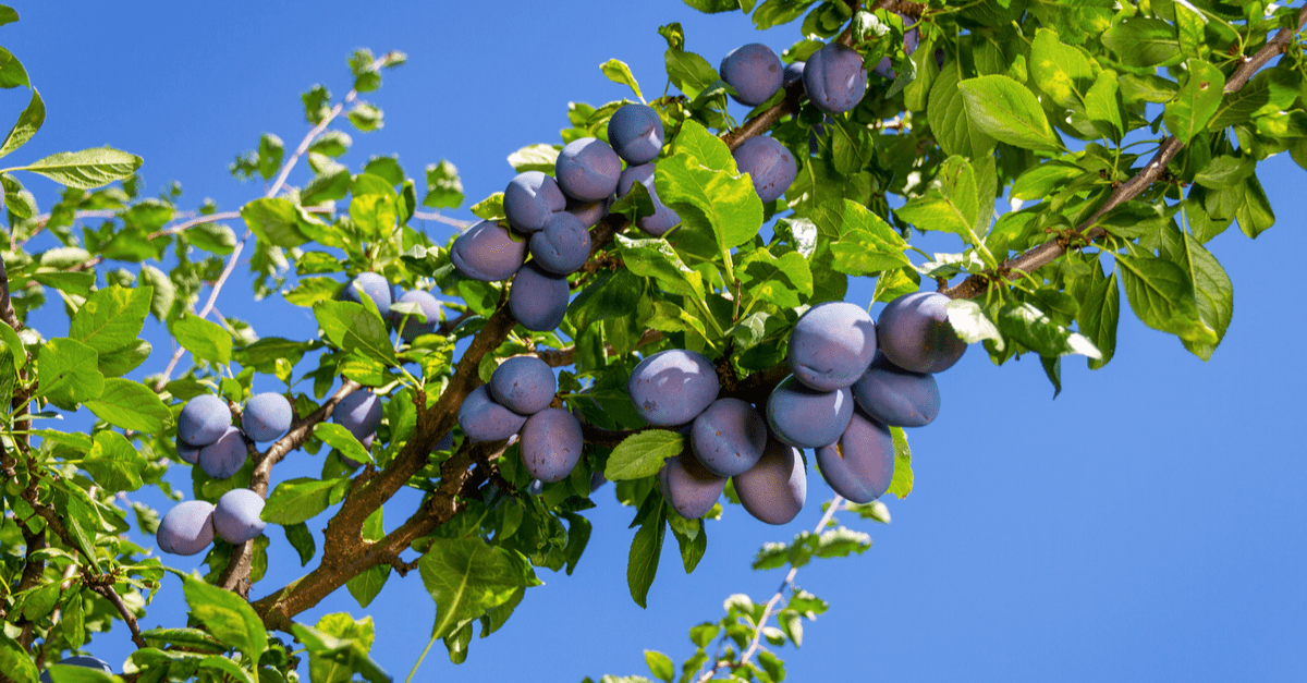 1682654802 742 10 najboljih stabala koja besplatno rastu oko vaše zdjele s voćem