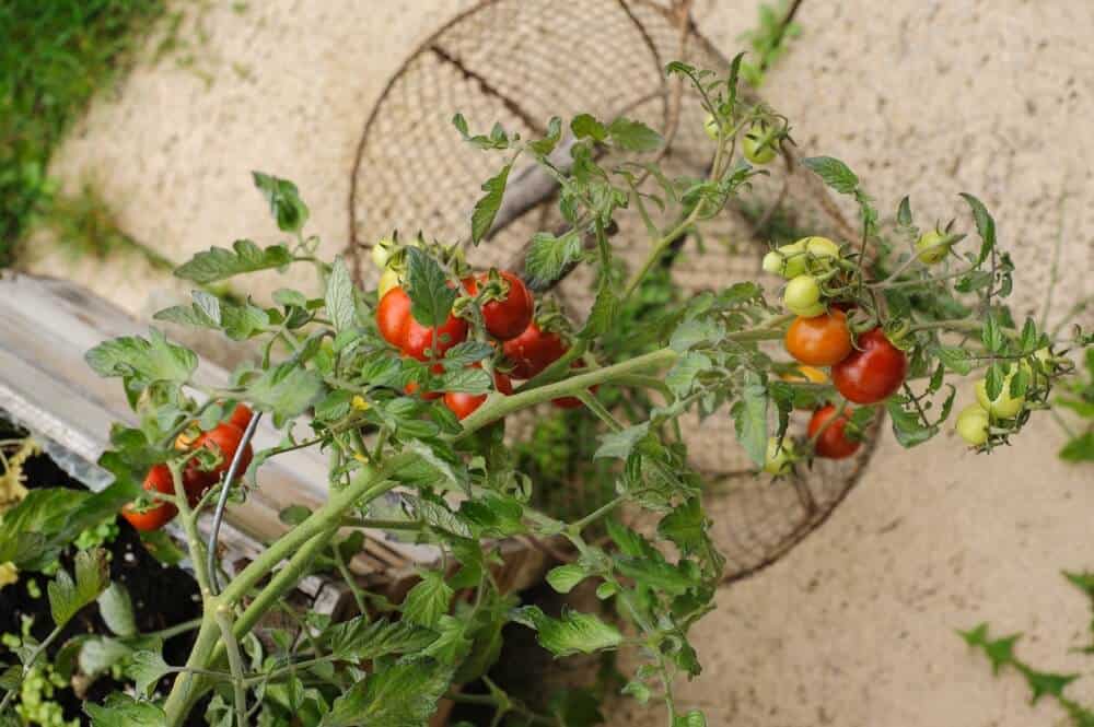 1682656162 189 8 pogrešaka u uzgoju rajčice koje treba izbjegavati