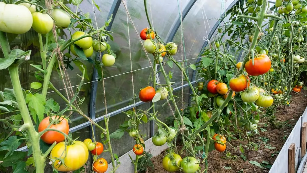 1682657724 516 Vine Tomatoes Vs Bush Tomatoes Koja je razlika