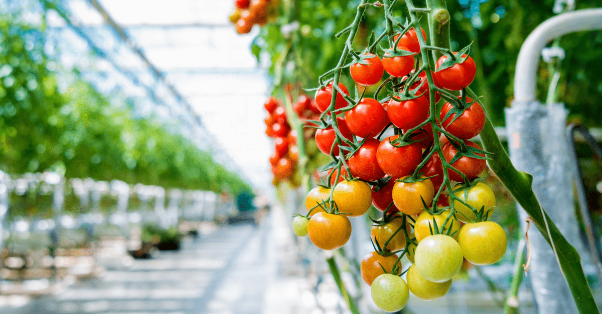 1682658203 789 Kako uzgojiti savršene rajčice