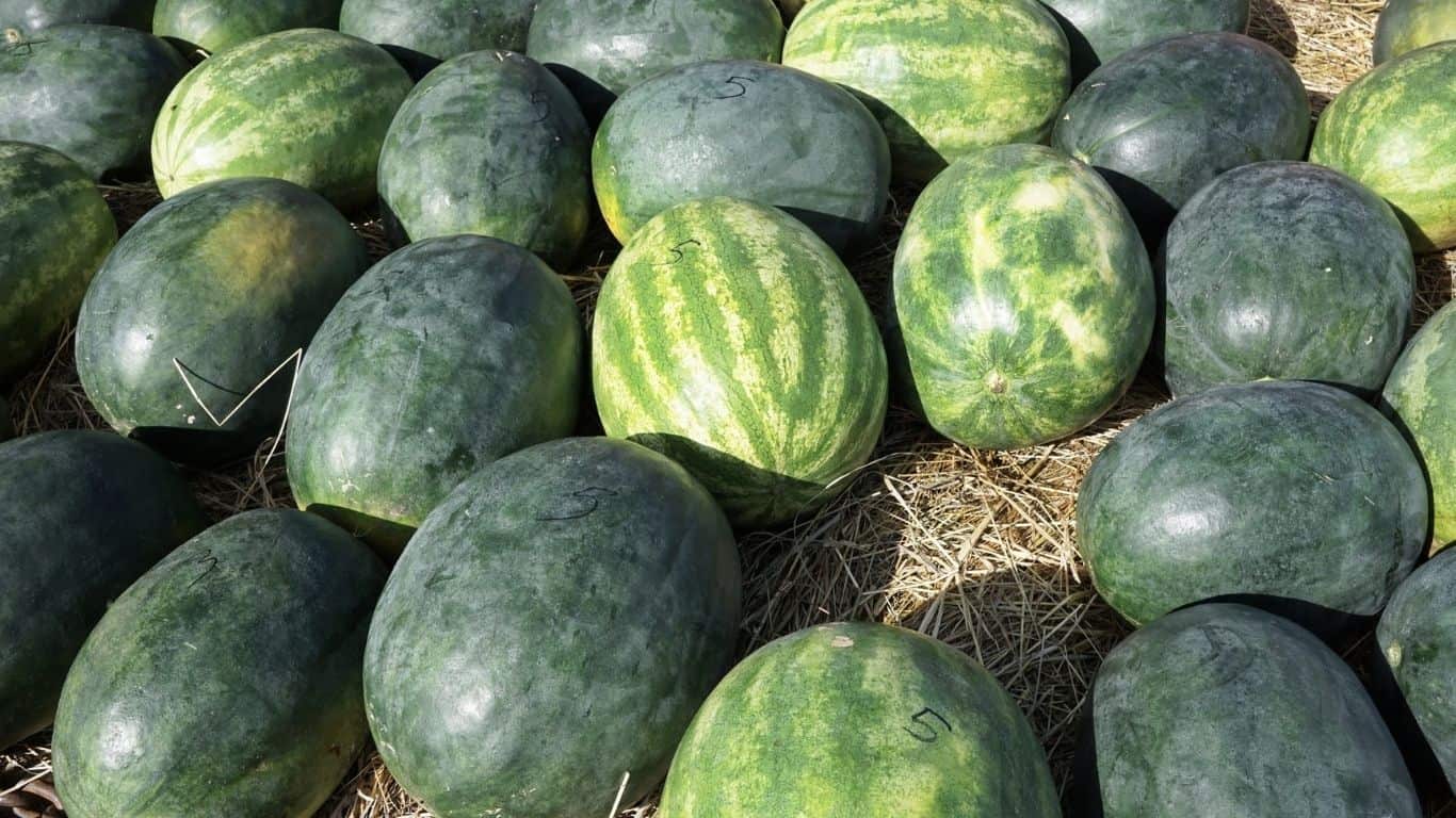 1682659998 405 Kako uzgojiti lubenice Organski pereglin