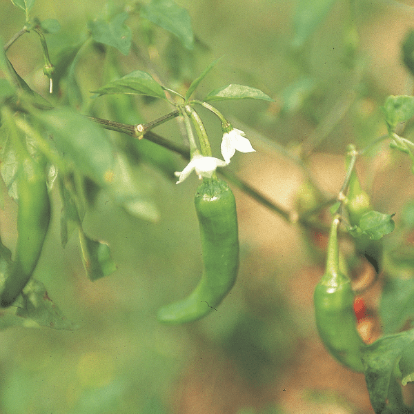 Jalapeno biljka s jalapenosom i rastućim cvijećem.