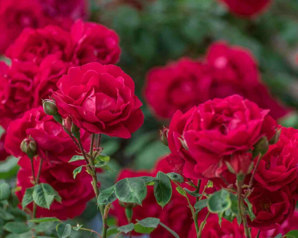 4 brza savjeta kako uzgajati ruže u loncima
