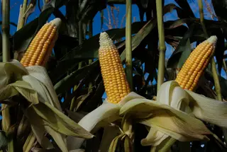 5 jednostavnih koraka za uzgoj kukuruza na Growbags.webp