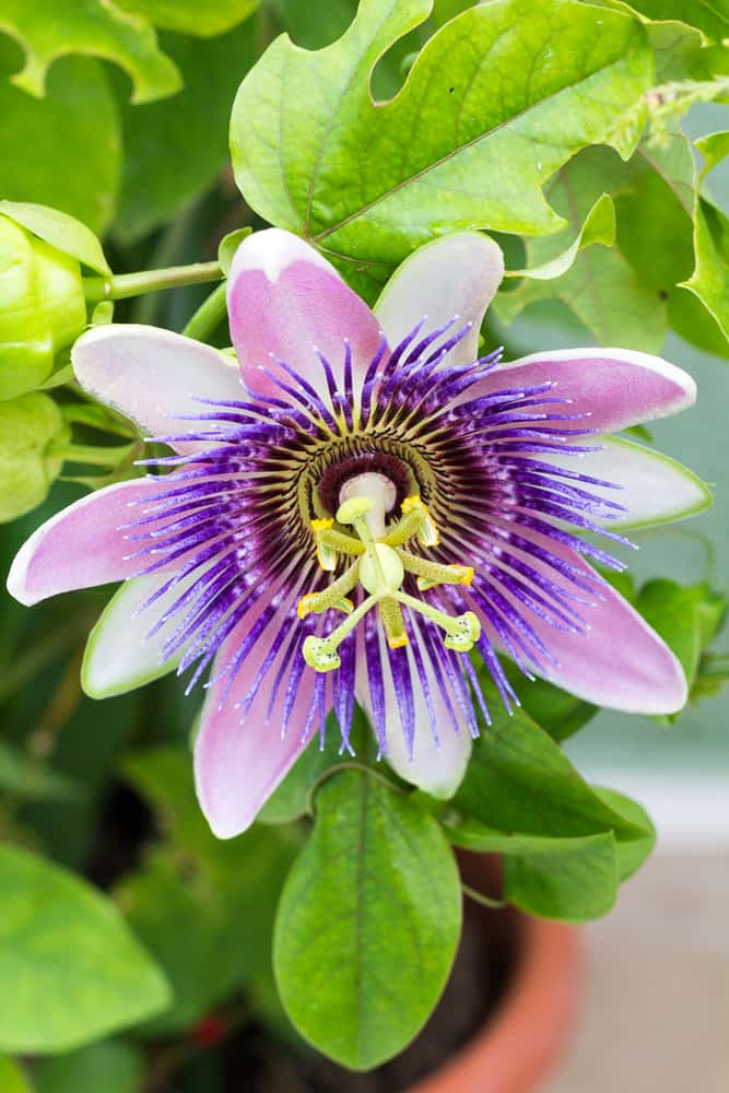 6 najegzotičnijih biljaka za vaš vrt