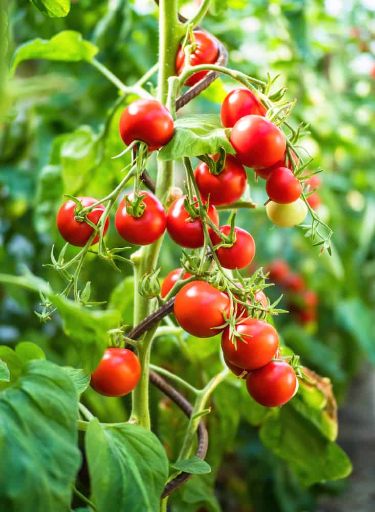 8 tajni uzgoja rajčica za velike prinose