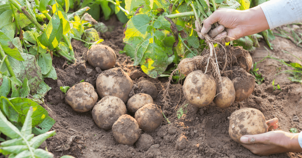 8 povrća pogodnih za spremnike i kako ih uzgajati